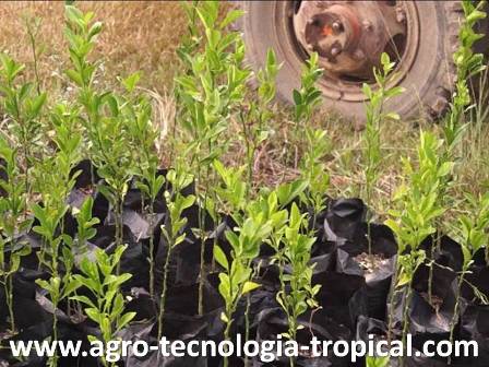 Mandarina Cleopatra patr&oacute;n de las naranjas